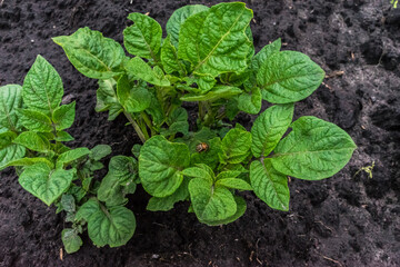 A green potato plant with 
Colorado potato beetle on. Selective focus. Colorado beetle eats potato stem in summer. Agriculture and farming in the village