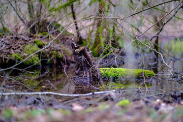 chaotic spring forest lush with messy tree trunks and some foliage.