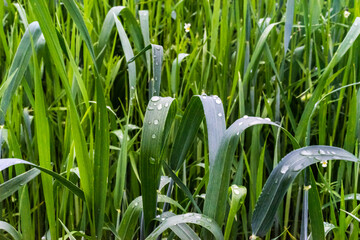 Tall green grass after the rain with raindrops. Rain drops on wheat crops. Selective focus. Grass background
