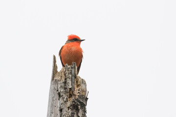 Vermilion flycatcher (Pyrocephalus obscurus) male