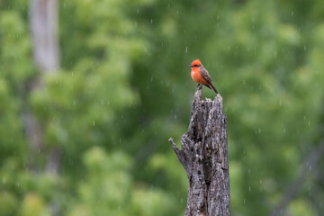 Vermilion flycatcher (Pyrocephalus obscurus) male