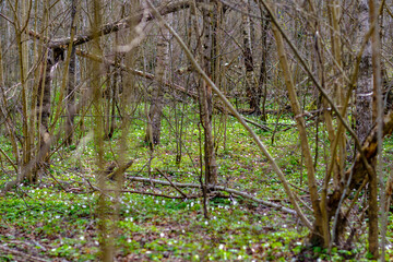 chaotic spring forest lush with messy tree trunks and some foliage.
