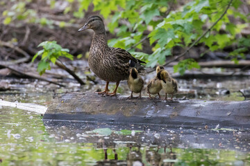 Mallard hen with babies in spring