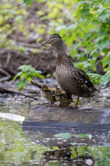 Mallard hen with babies in spring