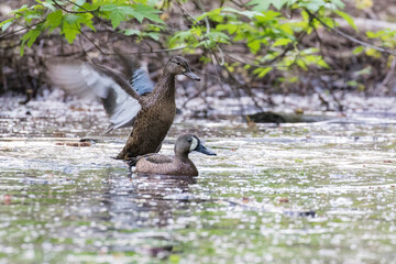 The blue-winged teal (Spatula discors) in spring