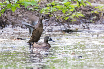 The blue-winged teal (Spatula discors) in spring