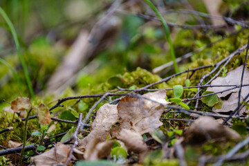 chaotic spring forest lush with messy tree trunks and some foliage.