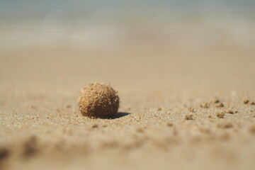 Mała beżowa kulka na piaszczystej plaże na Krecie, Grecja