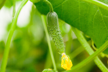 Cucumber in greenhouse