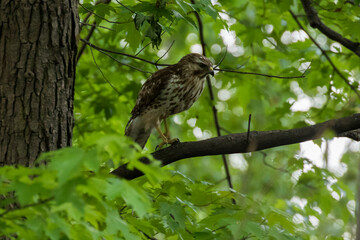 red shouldered hawk (Buteo lineatus)