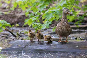 Mallard hen with babies in spring