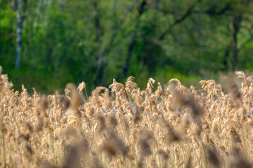 abstract dry grass texture in nature spring