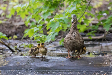 Mallard hen with babies in spring