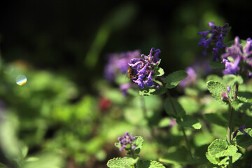 piękne fioletowe kwiaty drzewa © Tymoteusz