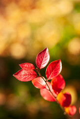 A branch with red leaves on a blurred autumn golden background.