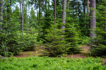 chaotic spring forest lush with messy tree trunks and some foliage.