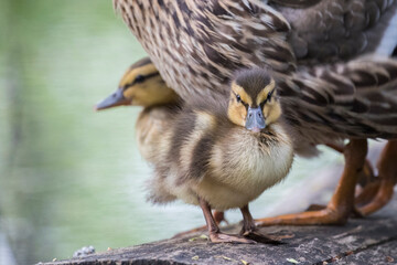 Mallard hen with babies in spring