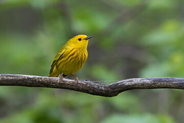 Male yellow warbler (Setophaga petechia) 