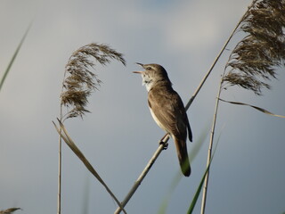 Reed warbler singing, Acrocephalus backlit reed