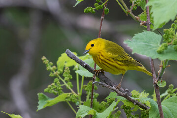 Male yellow warbler (Setophaga petechia) 