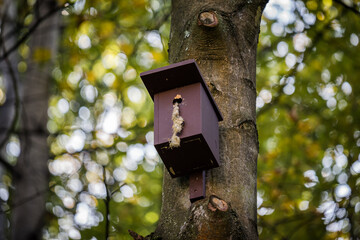 Birdhouse for Parus major, Cyanistes caeruleus, Blue tit, Great tit. Birdhouse from wood with bird plased on tree in park or woodland. Used with leftoffs, needs cleaning.