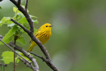 Male yellow warbler (Setophaga petechia) 