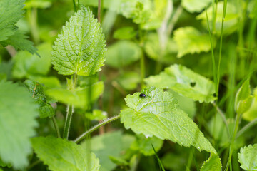 macro photography of plant with bug