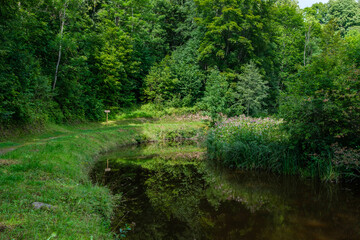 Obraz na płótnie Canvas countryside forest river in summer with high grass and foliage