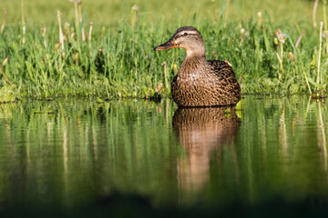 Mallard hen with babies in spring