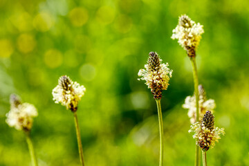 close up of a blooming buckhorn
