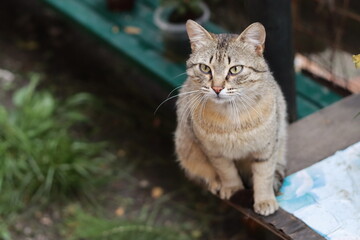 Fototapeta na wymiar cat in a garden