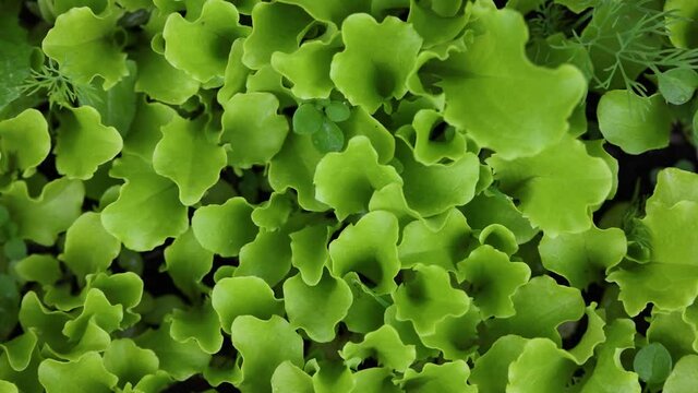 Green lettuce leaves growing on garden bed