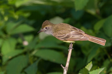 great crested flycatcher (Myiarchus crinitus)
