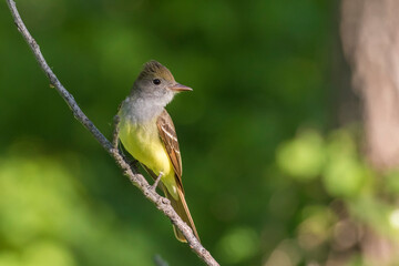 great crested flycatcher (Myiarchus crinitus)