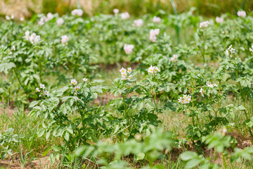 Potato plants with flowers grow in rows in a field