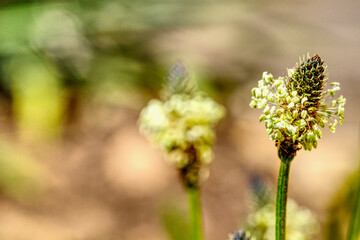 close up of a blooming buckhorn