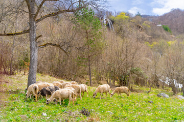 Obraz premium sheep grazing in the meadow