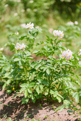 Potato plants with flowers grow in rows in a field