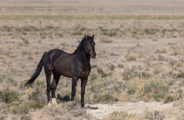 Wild Horse Stallion in the Utah Desert