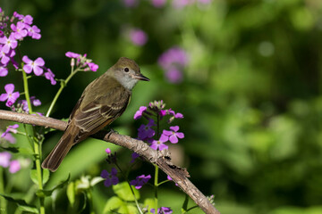 great crested flycatcher (Myiarchus crinitus)