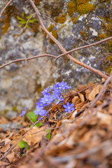 Blue flowers in the autumn leaves.