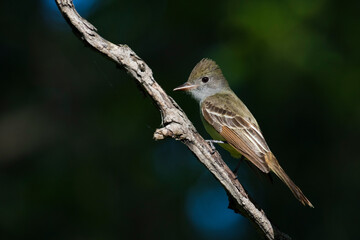 great crested flycatcher (Myiarchus crinitus)