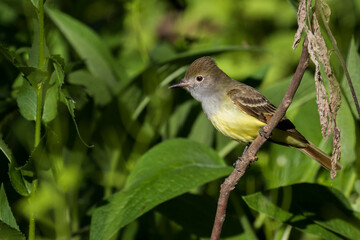 Fototapeta premium great crested flycatcher (Myiarchus crinitus)