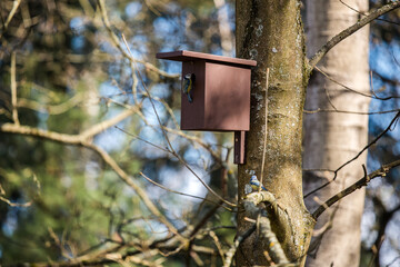 Birdhouse for Parus major, Cyanistes caeruleus, Blue tit, Great tit. Birdhouse from wood with bird plased on tree in park or woodland.