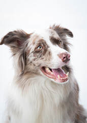 Ensaio Pet border collie