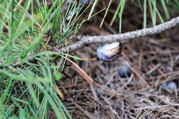 snail in the forest