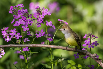 great crested flycatcher (Myiarchus crinitus)