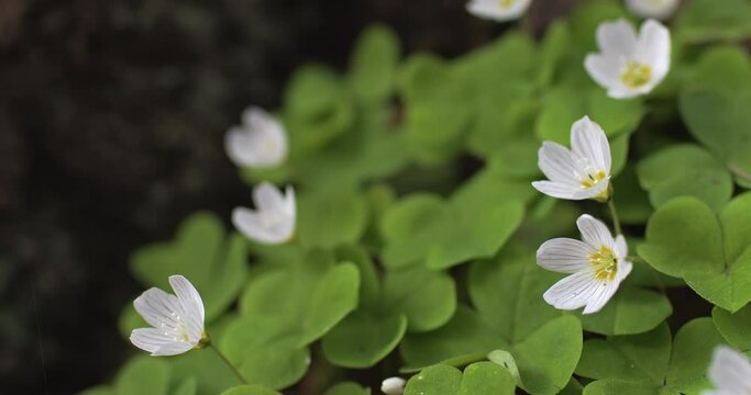 Blooming white sorrel swaying in the wind. Oxalis acetosella.