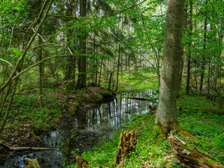 Obraz premium countryside forest river in summer with high grass and foliage