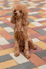 beautiful poodle girl with peach-colored haircut